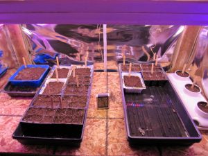 Starting enclosure 2018