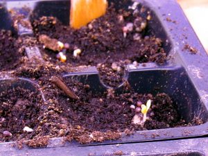bok choi sprouts