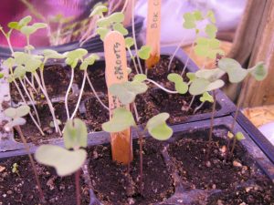 bok choi and brussels sprouts
