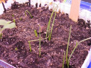 leeks sprouting