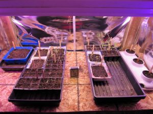 seed enclosure